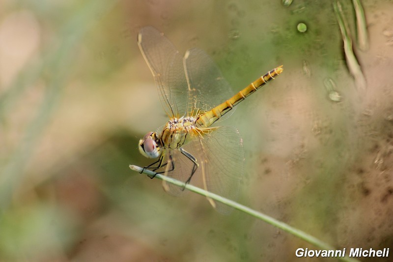 Serie di Libellulidae del Parco del Ticino